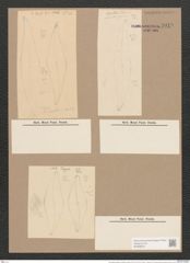 Pleurosigma angulatum quadratum (Queck.) W.Sm. (de-Toni-Nr.: Genus 13, Species 1001) Zeichnungen Sammlung Grunow Nr. 2019 (NHMW-BOT-W0368870)
